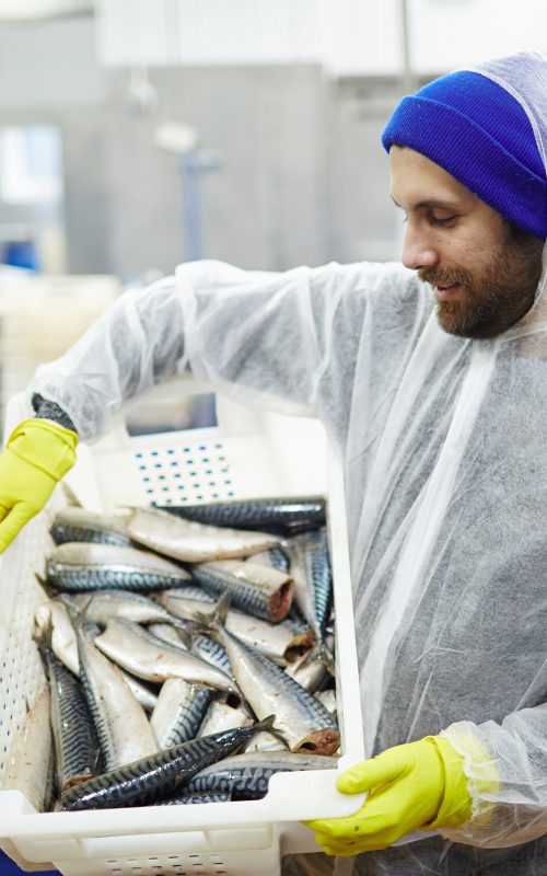 Staff of seafood produstion in coveralls looking at fresh mackerel in plastic box